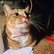 Angel joined the competition — help win amazing prizes! animal, bell, cat, closeup, collar, curious, domestic_cat, ears, face, feline, fur, indoor, looking_up, mammal, paper, pet, tabby, whiskers, wooden_surface