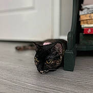 Iris is registered to the contest to win money with this photo: abyssinian, animal, architecture, bird, blackbird, blackcat, building, cat, couch, furniture, hardwood, indoors, interiordesign, kitten, livingroom, manx, pet, plywood, shelf, wood