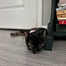 Iris joined the competition — help win amazing prizes! abyssinian, animal, architecture, armchair, bird, blackbird, blackcat, building, cat, chair, couch, furniture, hardwood, indoors, kitten, livingroom, manx, pet, plywood, wood