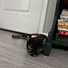 Iris joined the competition — help win amazing prizes! abyssinian, animal, bird, blackbird, blackcat, brasssection, cat, door, drawer, furniture, hardwood, horn, indoors, interiordesign, kitten, manx, musicalinstrument, pet, shelf, wood