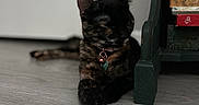 Iris joined the competition — help win amazing prizes! abyssinian, accessories, animal, architecture, blackcat, building, cat, furniture, hardwood, indoors, interiordesign, kitten, livingroom, manx, pet, plywood, room, shelf, strap, wood