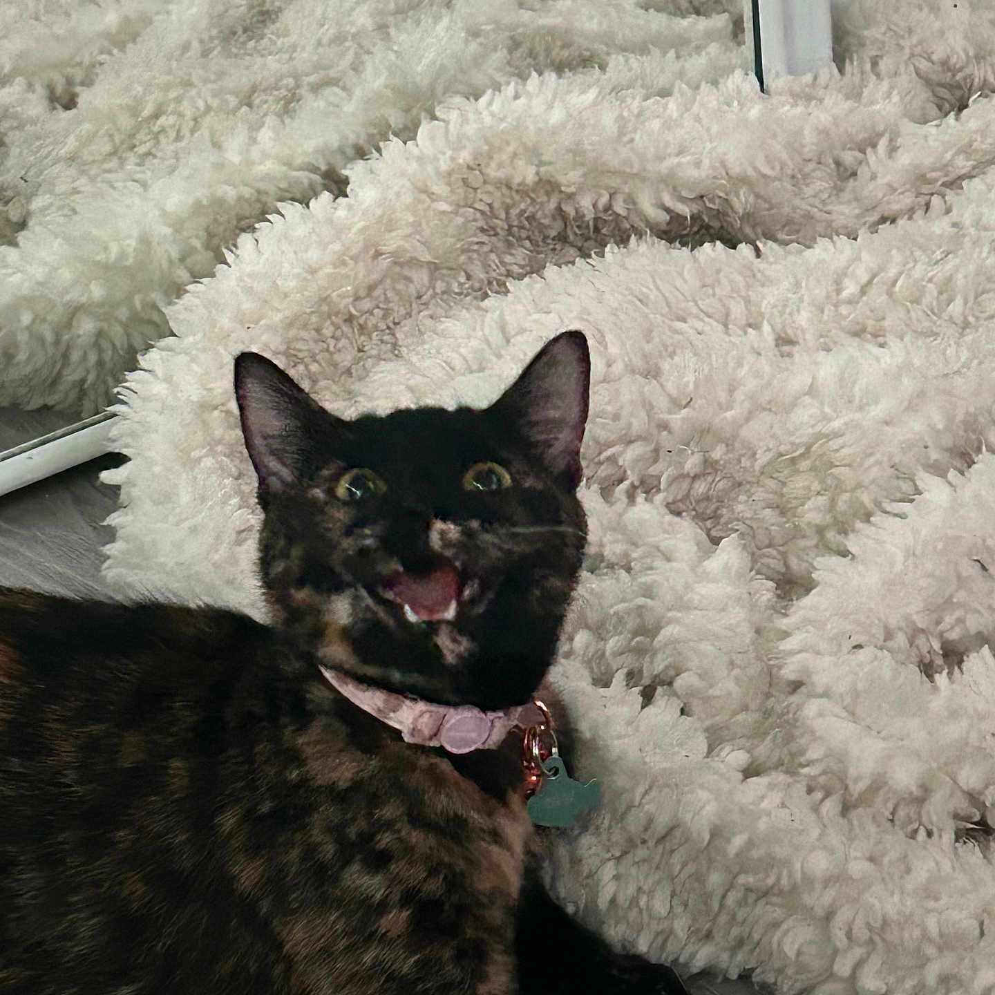 Iris