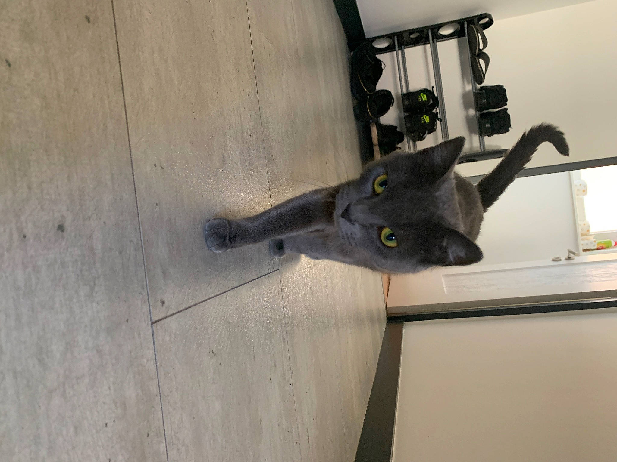 Arya a rejoint le concours — aidez-le/la à gagner de superbes lots ! ceiling, door, door_handle, fixture, hardwood, houseplant, latch, metal, plank, plant, plywood, room, security, wood, wood_stain