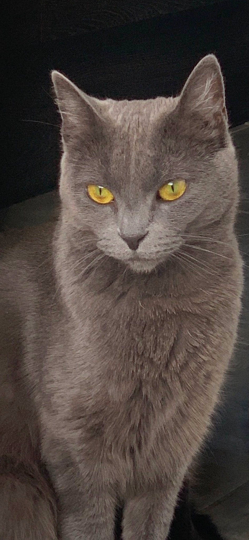 Arya participe au concours pour gagner de l'argent avec cette photo : carnivore, cat, domestic_short_haired_cat, felidae, fur, grey, iris, monochrome, monochrome_photography, russian_blue, small_to_medium_sized_cats, snout, whiskers