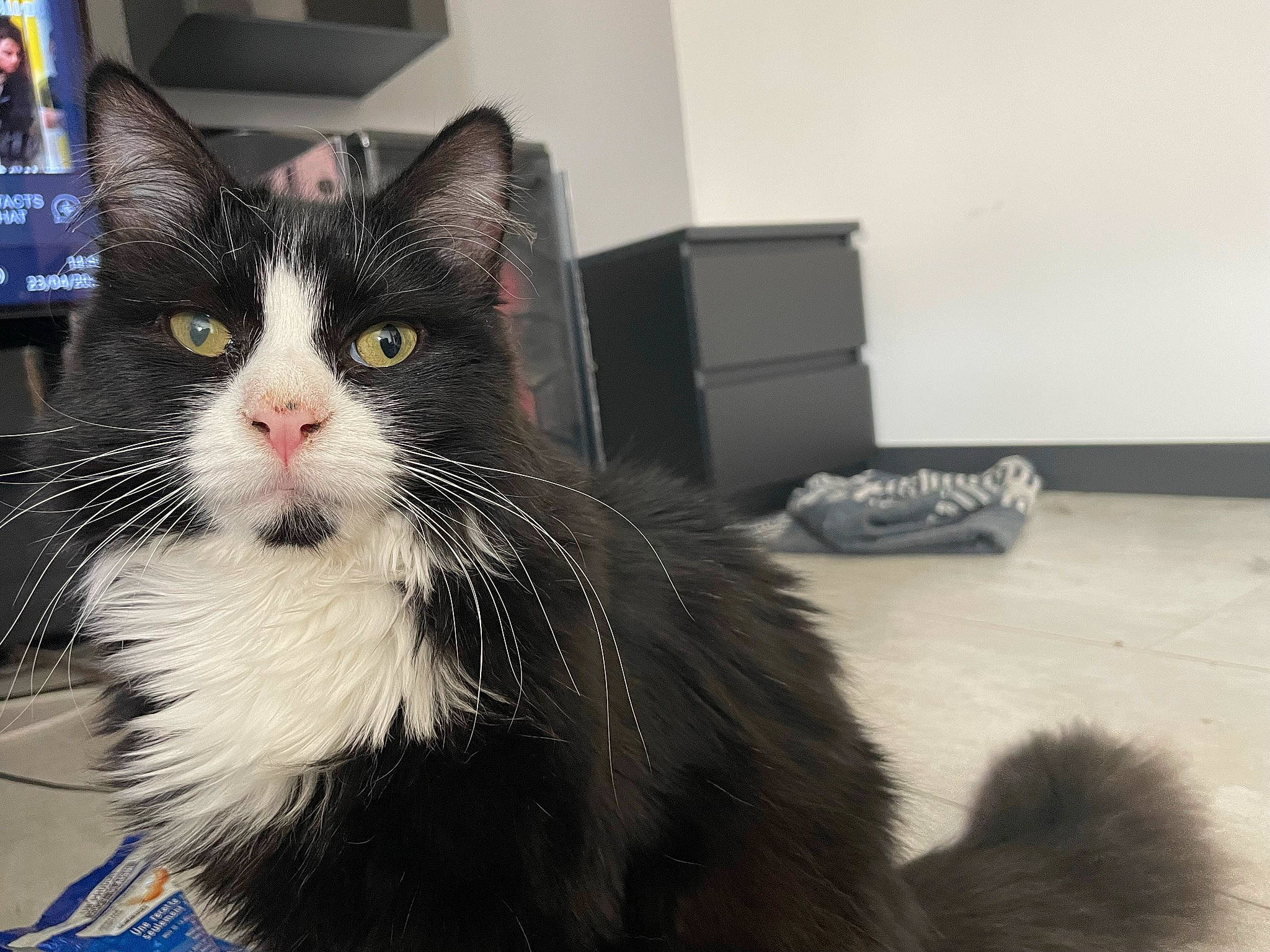 Fidji a rejoint le concours — aidez-le/la à gagner de superbes lots ! box, carnivore, cat, domestic_short_haired_cat, felidae, flooring, fur, paw, small_to_medium_sized_cats, snout, whiskers, window