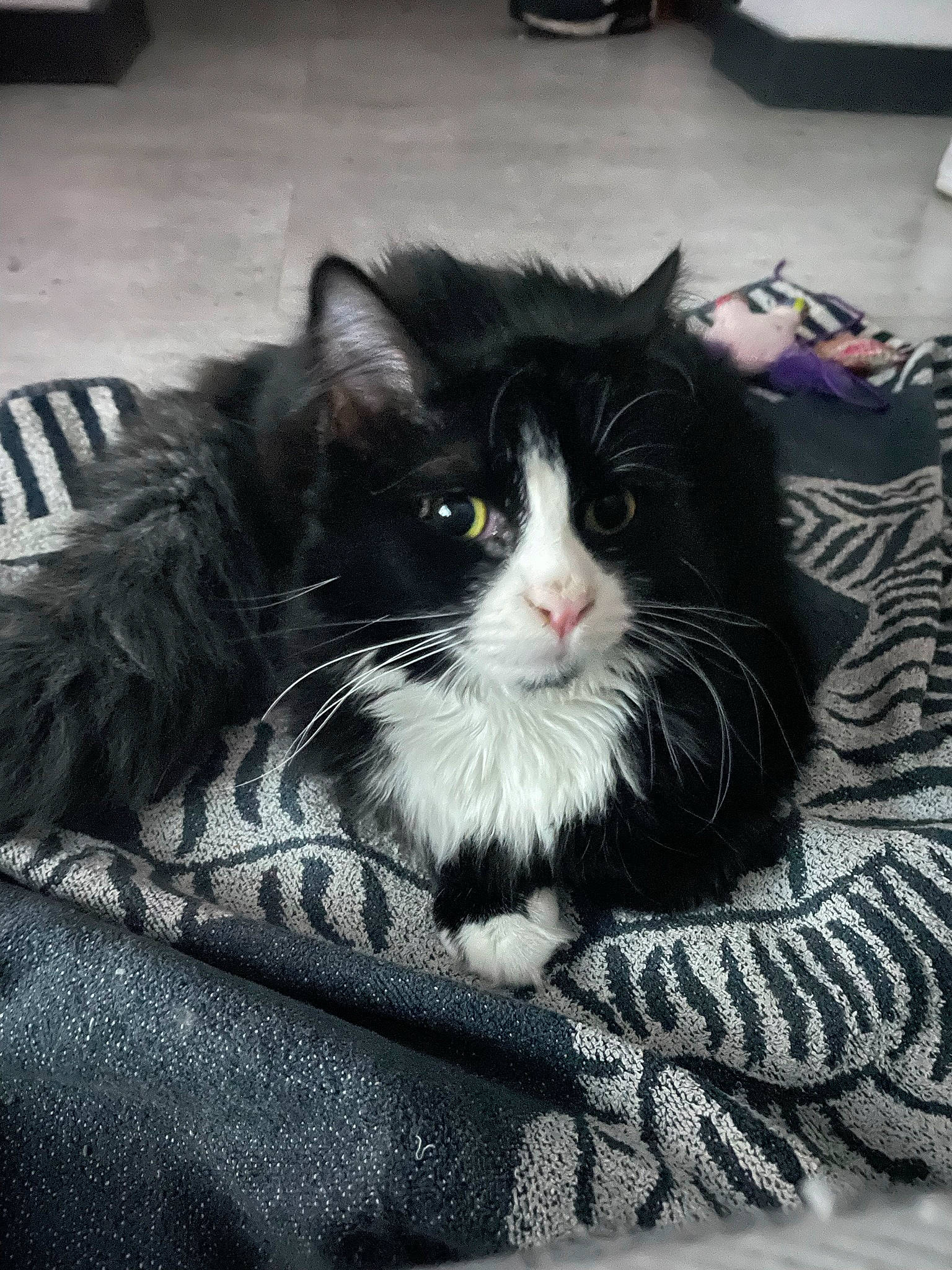 Fidji participe au concours pour gagner de l'argent avec cette photo : british_longhair, carnivore, cat, comfort, domestic_short_haired_cat, felidae, flooring, fur, grey, monochrome, monochrome_photography, sitting, small_to_medium_sized_cats, snout, tail, tints_and_shades, whiskers, window