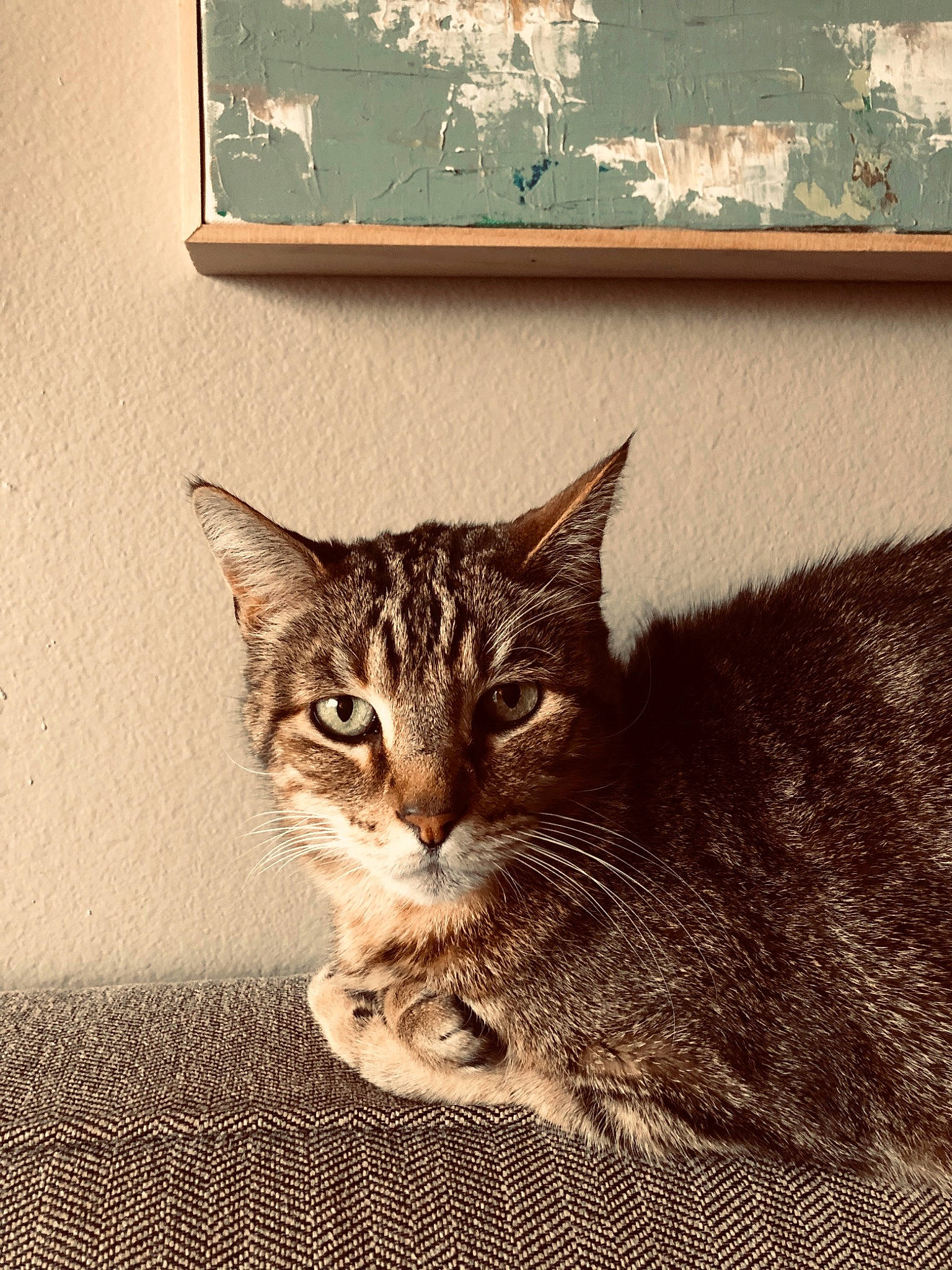 Lewis joined the competition — help win amazing prizes! aegean_cat, american_shorthair, asian, carnivore, cat, domestic_short_haired_cat, dragon_li, european_shorthair, felidae, fur, kitten, ocicat, pixie_bob, small_to_medium_sized_cats, tabby_cat, whiskers, window