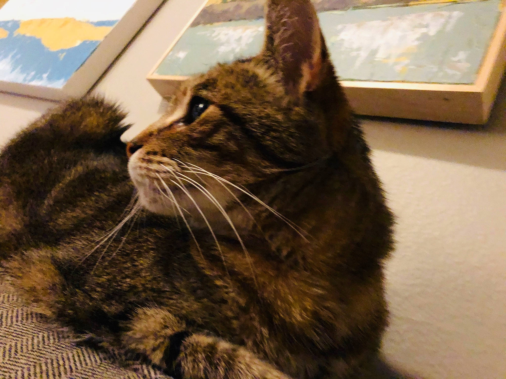 Lewis joined the competition — help win amazing prizes! american_shorthair, asian, california_spangled, carnivore, cat, domestic_short_haired_cat, dragon_li, european_shorthair, felidae, fur, german_rex, kitten, mammal, small_to_medium_sized_cats, snout, tabby_cat, whiskers