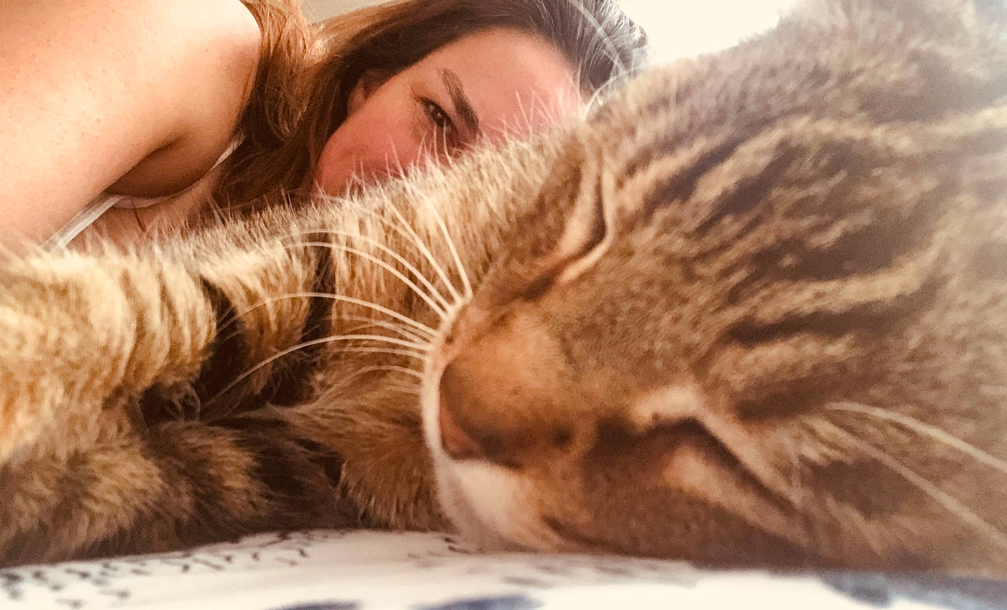 Lewis joined the competition — help win amazing prizes! carnivore, cat, ear, european_shorthair, eye, felidae, fur, hug, interaction, love, nap, nose, paw, selfie, sleep, small_to_medium_sized_cats, snout, tabby_cat, whiskers
