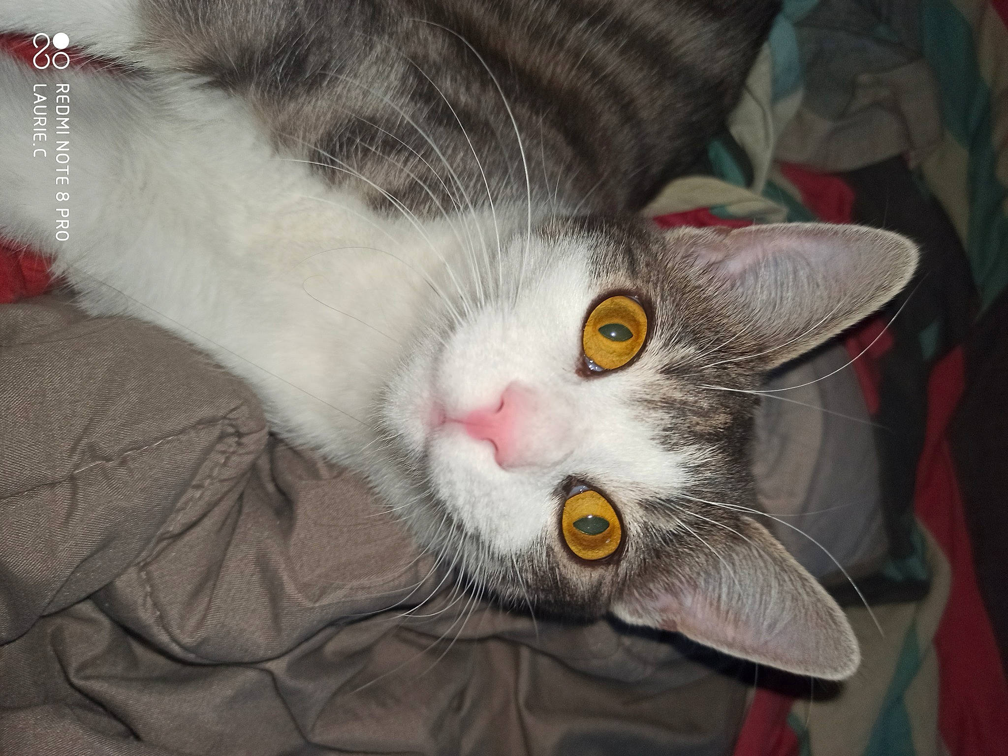 Flocon participe au concours pour gagner de l'argent avec cette photo : aegean_cat, american_wirehair, asian, carnivore, cat, domestic_short_haired_cat, ear, european_shorthair, eye, felidae, fur, kitten, norwegian_forest_cat, polydactyl_cat, small_to_medium_sized_cats, snout, tabby_cat, whiskers