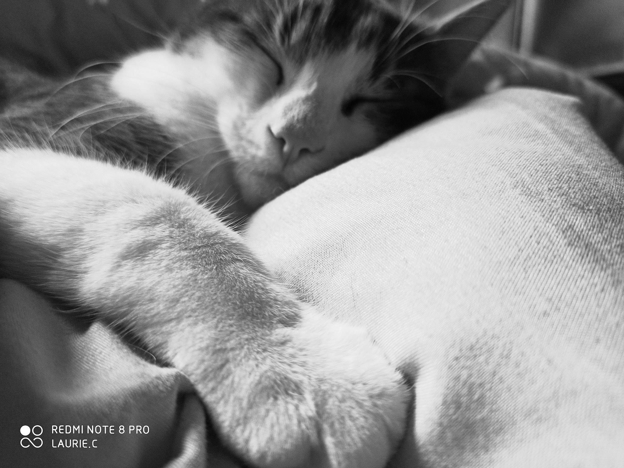 Flocon a rejoint le concours — aidez-le/la à gagner de superbes lots ! black_and_white, carnivore, cat, felidae, fur, monochrome_photography, nap, paw, photography, sleep, small_to_medium_sized_cats, snout, whiskers