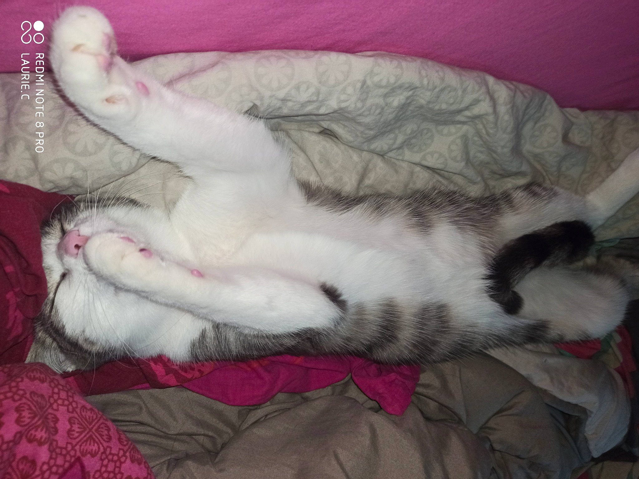 Flocon a rejoint le concours — aidez-le/la à gagner de superbes lots ! american_curl, carnivore, cat, claw, felidae, fur, kitten, nap, norwegian_forest_cat, paw, polydactyl_cat, ragdoll, sleep, small_to_medium_sized_cats, tail, turkish_angora, whiskers