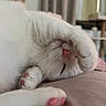 animal, bed, cat, closeup, comfortable, cozy, cute, face, feline, fur, indoor, napping, paw, pet, pink_paw_pads, relaxed, sleeping, soft, whiskers, white_cat