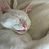 adorable, animal, blanket, cat, close_up, cozy, cute, ears, face, fur, indoor, mammal, peaceful, pet, pink_nose, relaxation, resting, sleeping, whiskers, white_cat
