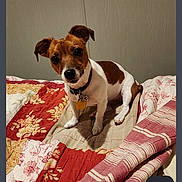 Ellie joined the competition — help win amazing prizes! dog, small_dog, brown_and_white, pet, indoor, bed, quilt, patchwork, curious, collar, tag, sitting, looking_at_camera, cozy, animal, companion, cute, fur, domestic, resting