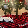 Bishop joined the competition — help win amazing prizes! black, black_and_white_cat, carpet, cat, celebration, christmas_tree, cozy, decorations, festive, holiday, home, indoor, lights, ornaments, pet, red, relaxed, seasonal, tree_skirt, white