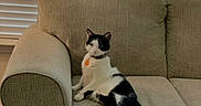 Bishop joined the competition — help win amazing prizes! black_and_white, carpet, cat, collar, couch, cozy, feline, fur, holiday, home_decor, indoor, living_room, pet, pillow, plaid, relaxed, resting, seated, tag, window_blinds