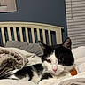 Bishop joined the competition — help win amazing prizes! bed, black_and_white, blanket, cat, cozy, ears, eyes, feline, fur, headboard, indoor, pet, pillow, pink_nose, relaxed, resting, room, sleepy, whiskers, window_blinds