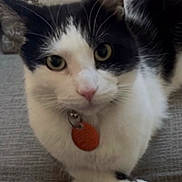 Bishop is registered to the contest to win money with this photo: animal, background, black_and_white, cat, close_up, collar, curious, cute, domestic, ears, eyes, face, feline, fur, indoor, nose, pet, sitting, texture, whiskers
