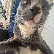 Toby is registered to the contest to win money with this photo: cat, close_up, gray_cat, white_fur, whiskers, indoor, blankets, household_items, curious, pet, feline, fur, face, nose, paw, animal, domestic, close_up_shot, background, cozy