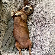 Maggie May joined the competition — help win amazing prizes! animal, bed, belly_up, black_nose, blanket, brown_fur, closeup, cozy, cream_fur, cute, dog, funny_pose, indoor, lying_down, open_eyes, pet, portrait, relaxed, shaggy_blanket, small_dog