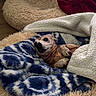 Maggie May joined the competition — help win amazing prizes! animal, bed, blanket, brown_and_white, comfort, cozy, dog, face, fuzzy_blanket, home, indoors, lying_down, paws, pet, pet_bed, portrait, relaxed, sleeping, small_dog, snuggling
