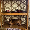 Maggie May joined the competition — help win amazing prizes! animal, bamboo, brown, dachshund, decor, dog, flag, furniture, home, indoor, long_body, model_airplane, pet, photography, portrait, shelf, short_haired, small_dog, standing, wicker