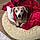 Maggie May