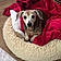 Maggie May