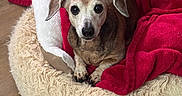Maggie May joined the competition — help win amazing prizes! black_nose, blanket, brown_fur, comfort, cozy, cute, dog, dog_bed, floppy_ears, fluffy_bed, home, indoors, looking_at_camera, pet, portrait, red_blanket, senior_dog, sitting, small_dog, wood_floor