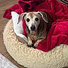 black_nose, blanket, brown_fur, comfort, cozy, cute, dog, dog_bed, floppy_ears, fluffy_bed, home, indoors, looking_at_camera, pet, portrait, red_blanket, senior_dog, sitting, small_dog, wood_floor