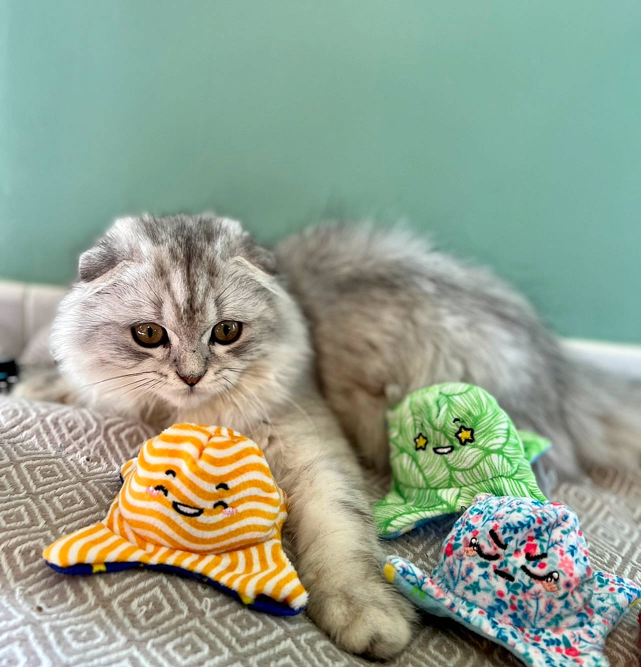 Syrius a rejoint le concours — aidez-le/la à gagner de superbes lots ! art, carnivore, cat, cat_toy, comfort, domestic_short_haired_cat, felidae, fur, grass, grey, paw, photo_caption, small_to_medium_sized_cats, snout, tail, terrestrial_animal, vertebrate, whiskers