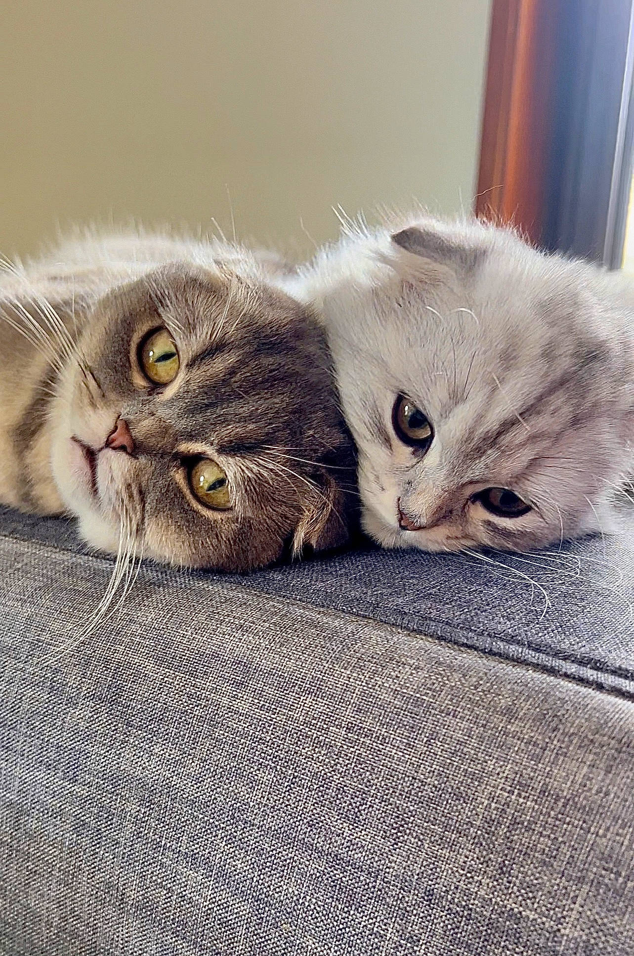 Syrius participe au concours pour gagner de l'argent avec cette photo : carnivore, cat, claw, close_up, comfort, domestic_short_haired_cat, felidae, fur, grey, paw, photo_caption, small_to_medium_sized_cats, snout, tail, terrestrial_animal, vertebrate, whiskers