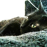 Pepsi participe au concours pour gagner de l'argent avec cette photo :