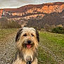 dog, outdoor, mountain, grass, path, sunset, nature, happy, tongue_out, fur, pet, canine, scenic, landscape, animal, smiling, field, walking_path, daytime, leash