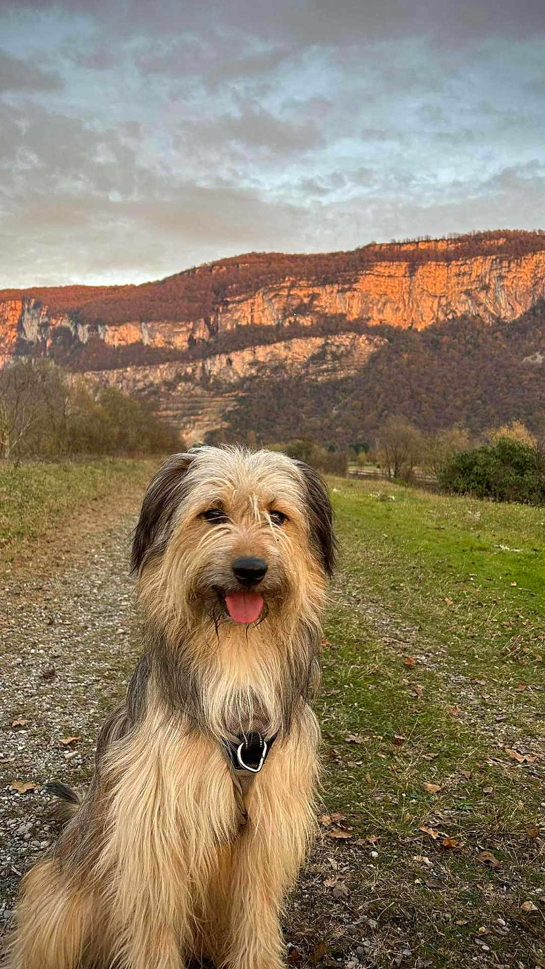 Poppy a rejoint le concours — aidez-le/la à gagner de superbes lots ! dog, outdoor, mountain, grass, path, sunset, nature, happy, tongue_out, fur, pet, canine, scenic, landscape, animal, smiling, field, walking_path, daytime, leash