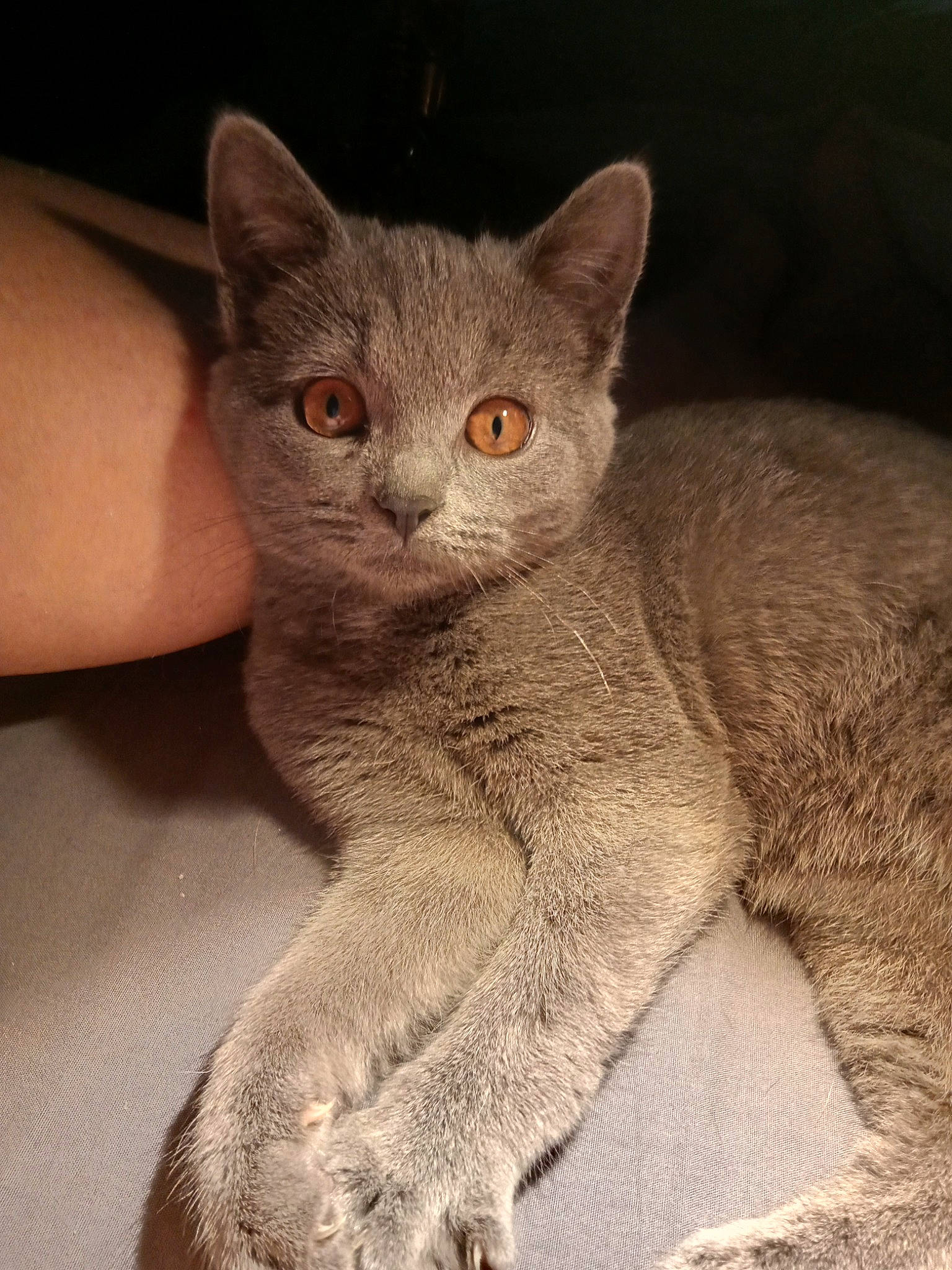 Chanel a rejoint le concours — aidez-le/la à gagner de superbes lots ! carnivore, cat, claw, comfort, domestic_short_haired_cat, ear, eye, fawn, felidae, fur, paw, russian_blue, small_to_medium_sized_cats, snout, tail, terrestrial_animal, whiskers, window