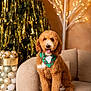 bandana, beige_couch, christmas_tree, couch, curly_hair, decorations, dog, festive, green_bandana, happy_dog, holiday_decor, indoor, lights, ornaments, pet, poodle, smiling, tinsel, tongue_out, warm_lighting