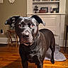 Kamp joined the competition — help win amazing prizes! dog, black_dog, pet, indoor, wooden_floor, family_photos, decorative_flowers, wall_art, furniture, table, dog_collar, alert, curious, standing, brown_wood, home_interior, flooring, portrait, animal, canine