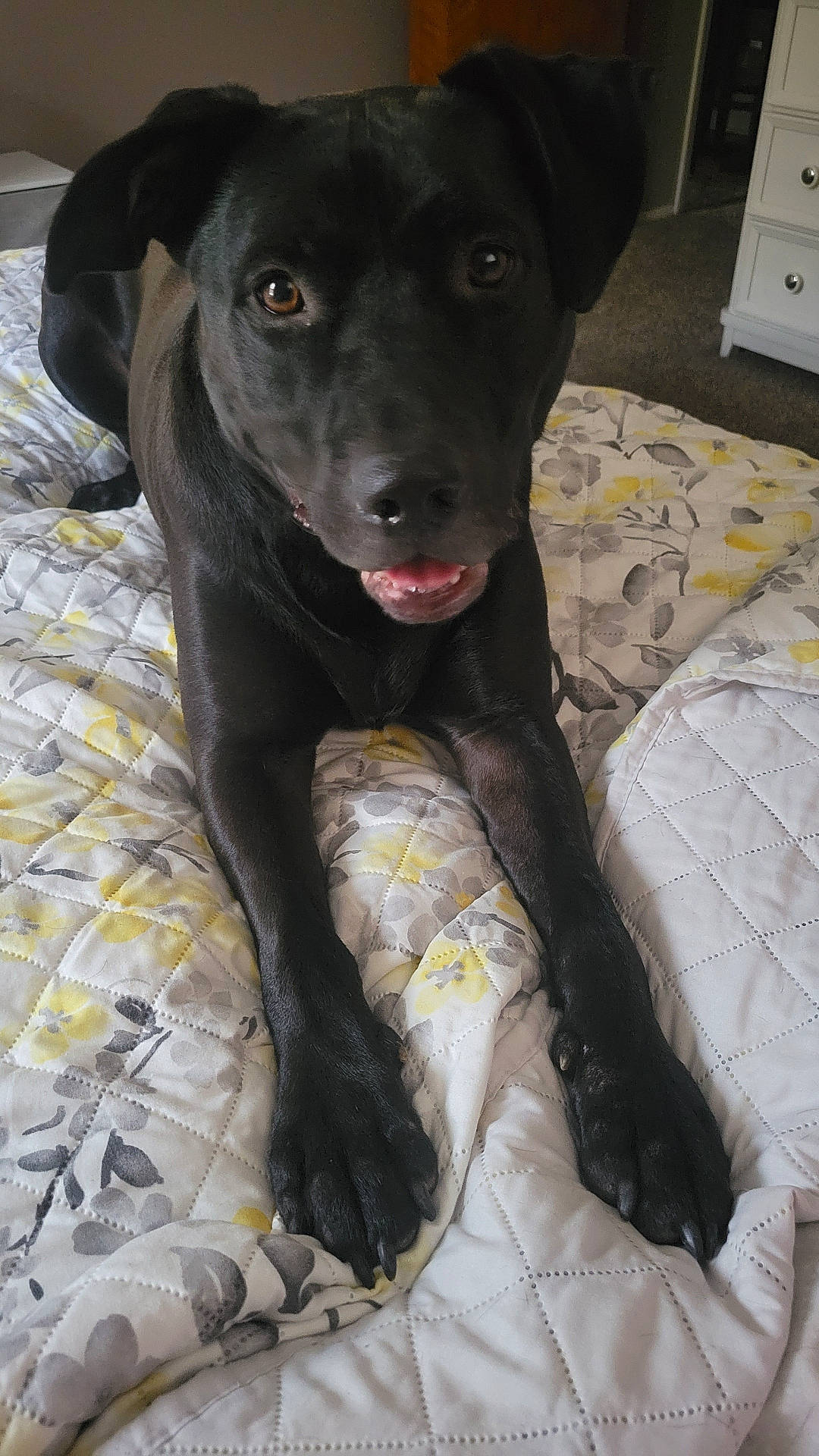 Kamp is registered to the contest to win money with this photo: animal, bed, black_dog, canine, carpet, comfort, cute, dog, ears, floral_pattern, furniture, home, indoor, looking_at_camera, paws, pet, quilt, relaxed, snout, tongue