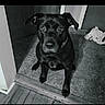 dog, black_dog, pet, animal, carpet, doorway, indoor, floor, wood_floor, curious, sitting, canine, portrait, monochrome, black_and_white, collar, looking_up, shadow, texture, home
