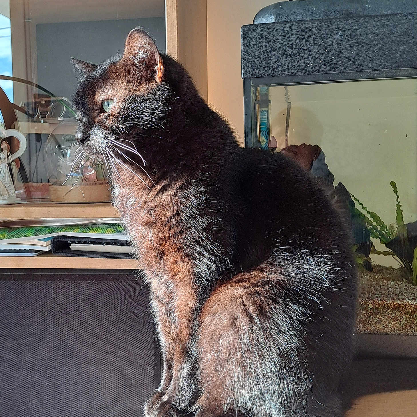 Rio participe au concours pour gagner de l'argent avec cette photo : animal, black_cat, cabinet, cat, cozy, domestic_animal, eyes, feline, fish_tank, fur, household, indoor, pet, quiet, relaxed, side_view, sitting, sunlight, whiskers, wooden_surface