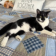 Ruby joined the competition — help win amazing prizes! cat, black_and_white, bed, quilt, patchwork, pillow, plush_toy, indoor, pet, feline, relaxed, lying_down, cozy, striped, fur, whiskers, animal, domestic, cute, resting