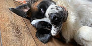 Moose is registered to the contest to win money with this photo: dog, lying_down, close_up, black_and_white, fur, wooden_floor, pet, indoor, relaxed, canine, animal, muzzle, ear, whiskers, snout, nose, sleepy, companion, domestic_animal, resting
