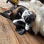 dog, lying_down, close_up, black_and_white, fur, wooden_floor, pet, indoor, relaxed, canine, animal, muzzle, ear, whiskers, snout, nose, sleepy, companion, domestic_animal, resting