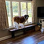 Moose joined the competition — help win amazing prizes! dog, saint_bernard, bench, window, curtains, living_room, wooden_floor, basket, television, sunlight, indoor, pet, fur, animal, looking_back, home, furniture, cozy, daylight, curious