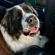 Moose joined the competition — help win amazing prizes! dog, st_bernard, pet, animal, car_interior, furry, close_up, brown, white, black, tongue, nose, ears, whiskers, seat, fur, expression, looking_up, indoors, companion