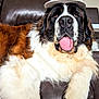 Moose is registered to the contest to win money with this photo: dog, large_dog, st_bernard, cap, baseball_cap, tongue_out, brown_leather_couch, indoor, fluffy, tricolor, white_fur, black_fur, brown_fur, pet, animal, relaxed, close_up, portrait, sitting, cute