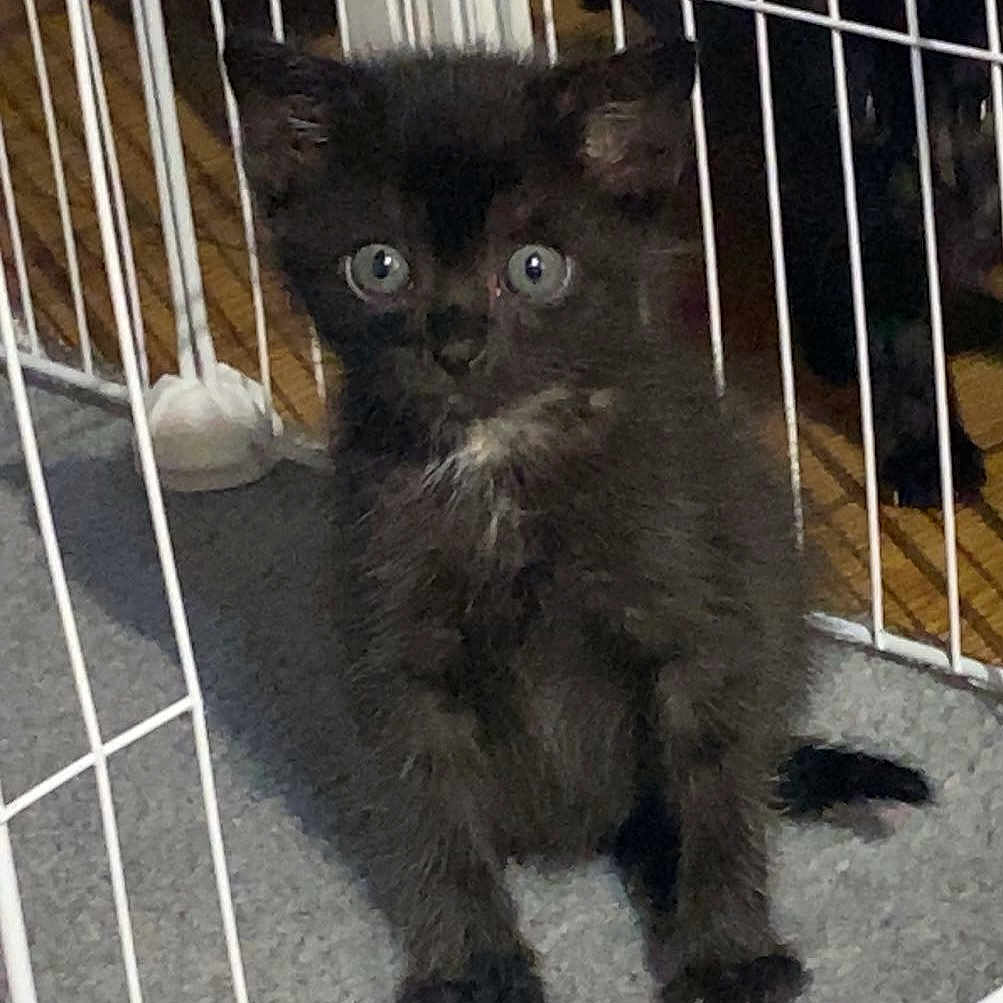 Froufrou participe au concours pour gagner de l'argent avec cette photo : animal, background, black_cat, carpet, companion, curious, cute, domestic, eyes, feline, fur, indoor, kitten, pet, playful, sitting, small, whiskers, wire_cage, young