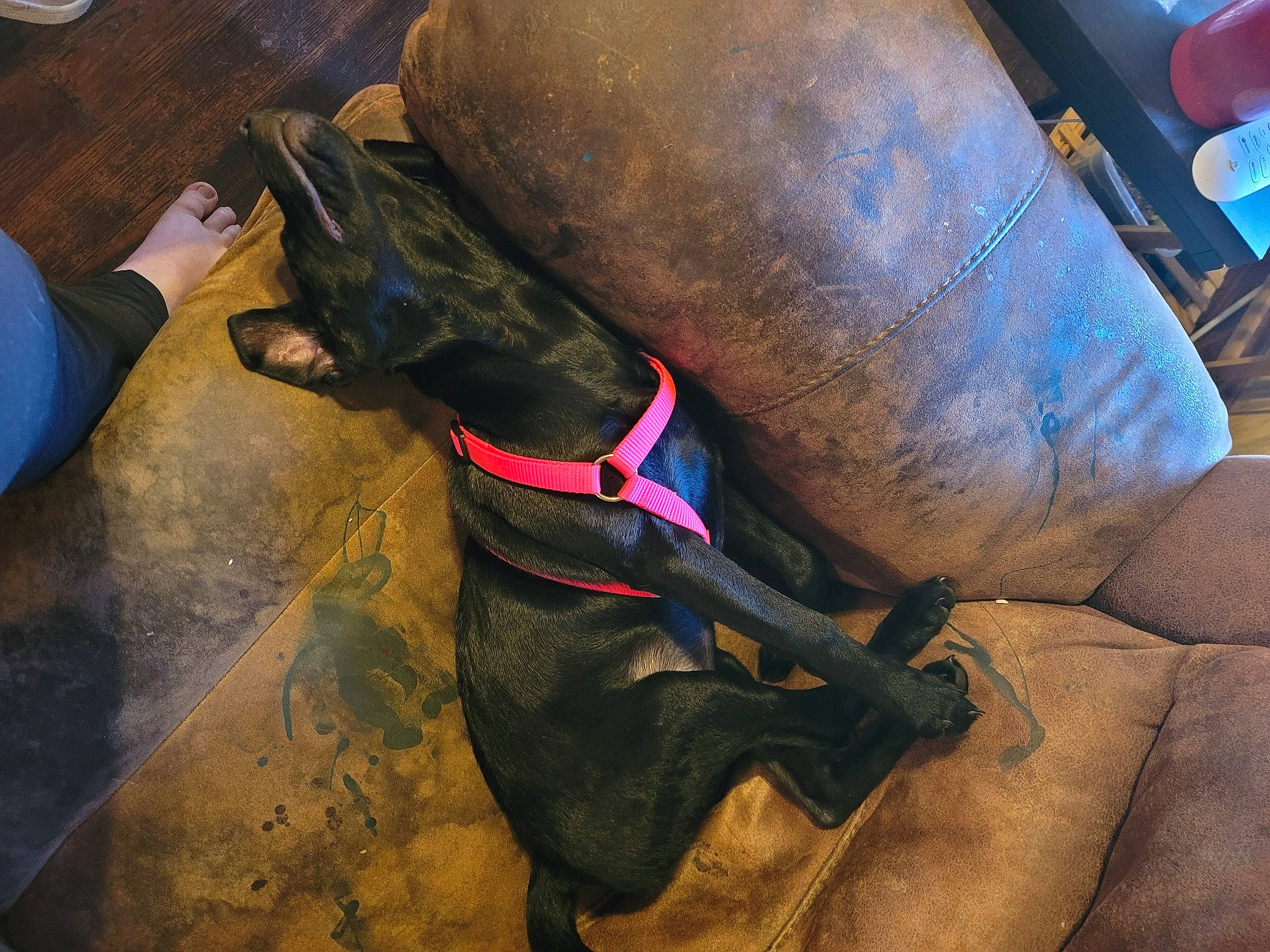 Punky joined the competition — help win amazing prizes! adventure, canidae, carnivore, collar, comfort, dog, dog_breed, dog_collar, fawn, great_dane, guard_dog, human_leg, leash, liver, non_sporting_group, pet_supply, rock, snout, sporting_group, working_animal